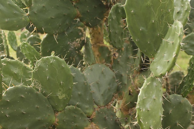 Nopales Frescos