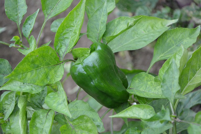 Pimientos verdes rellenos de codornices