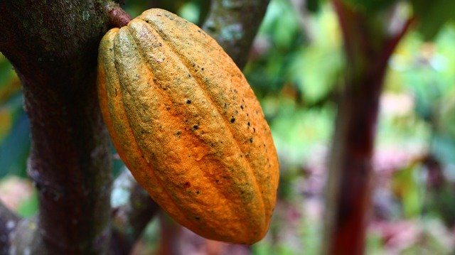 Del Cacao al Chocolate