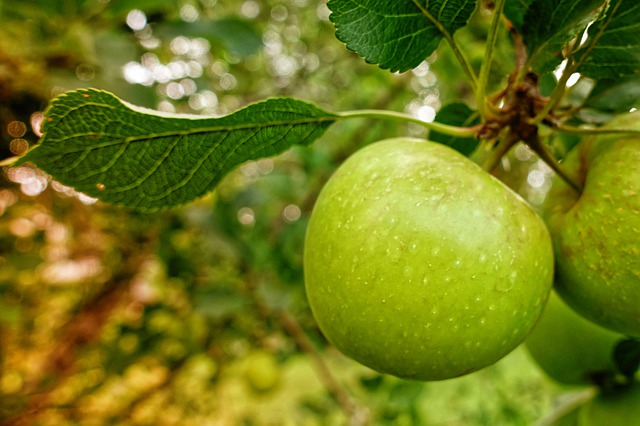 Dulce de Manzanas