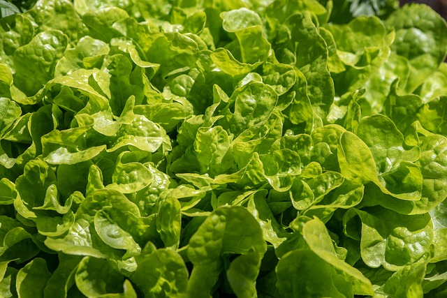 Ensalada de Palmitos