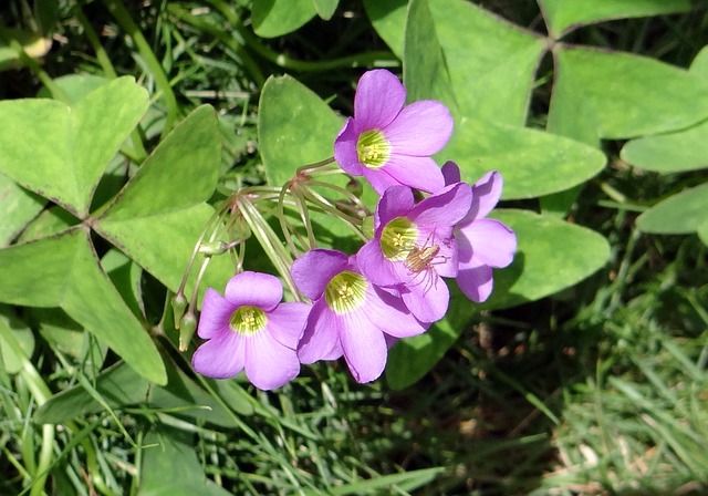 Vinagrillo Oxalis SPP.