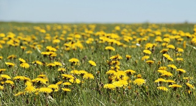 DIENTE DE LEÓN · TARAXACUM OFFICINALE – Como utilizarlo en la cocina