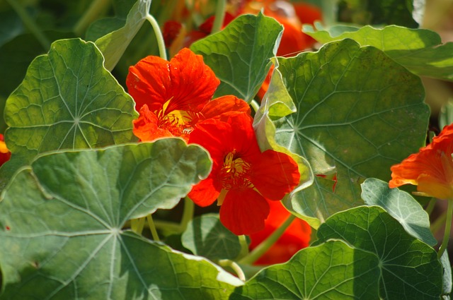 Taco de Reina, Capuchina, Tropaeolum Majus