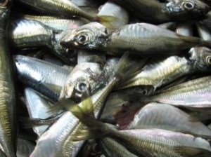 Sardinas