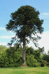 El piñon Araucaria Araucana