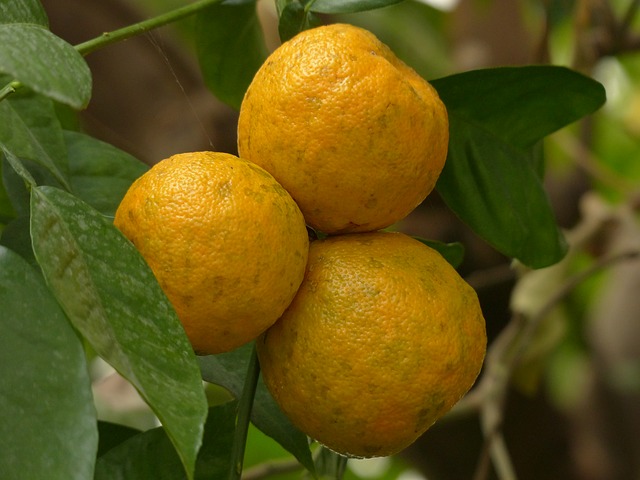 Naranjas agrias (apepú) en almibar