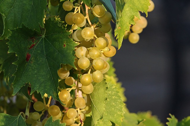 Tarta de Uvas