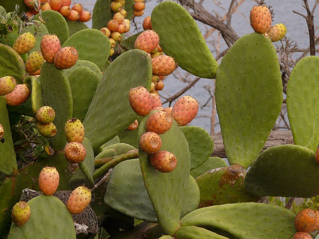 Ensalada de Nopales con Atún