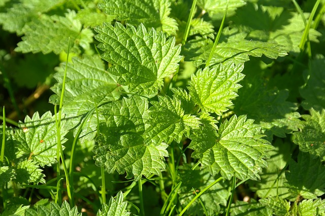 Ortiga Urtica Urens