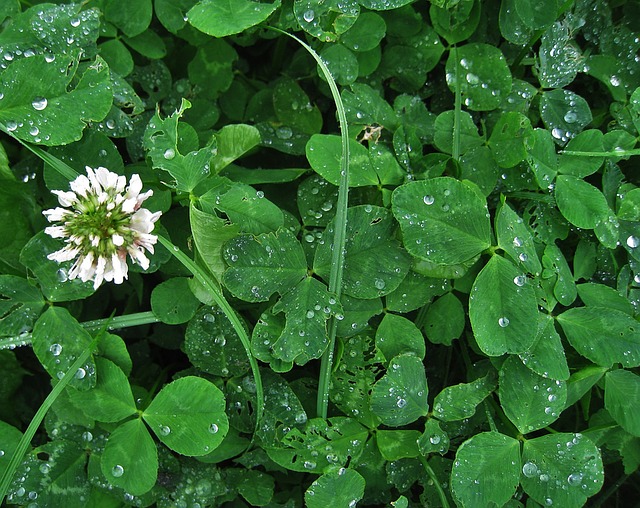 Trébol Blanco Trifoliun Repens