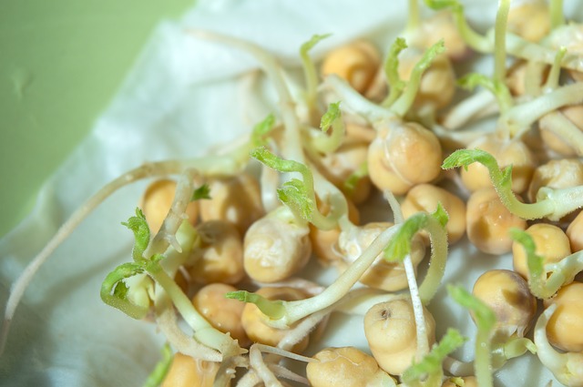 Crema de Brotes de Garbanzos y Mostaza