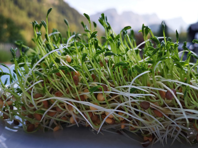 Ensalada de Brotes de Lenteja