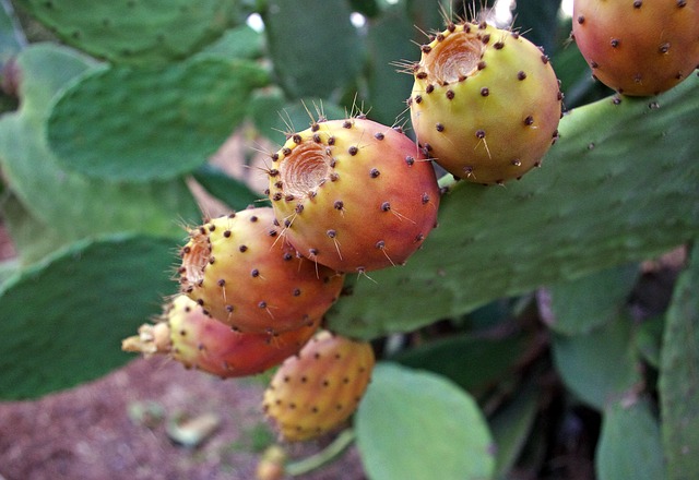 Tunas Confitadas