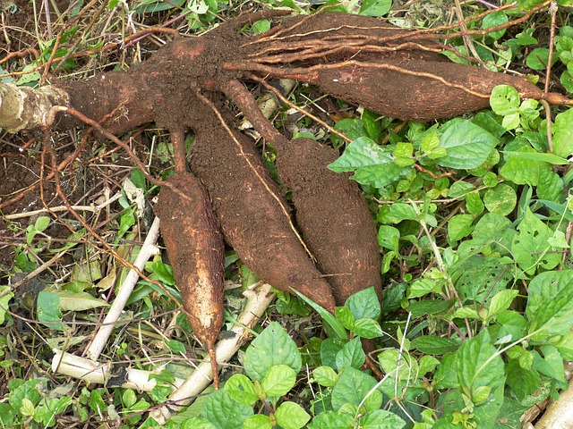 Jugo de Yacón