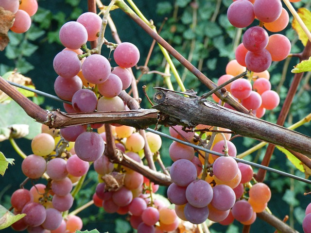 Uvas Rosadas en Jalea de Limón