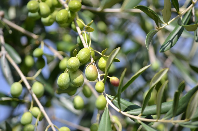 Aceitunas en Salmuera II